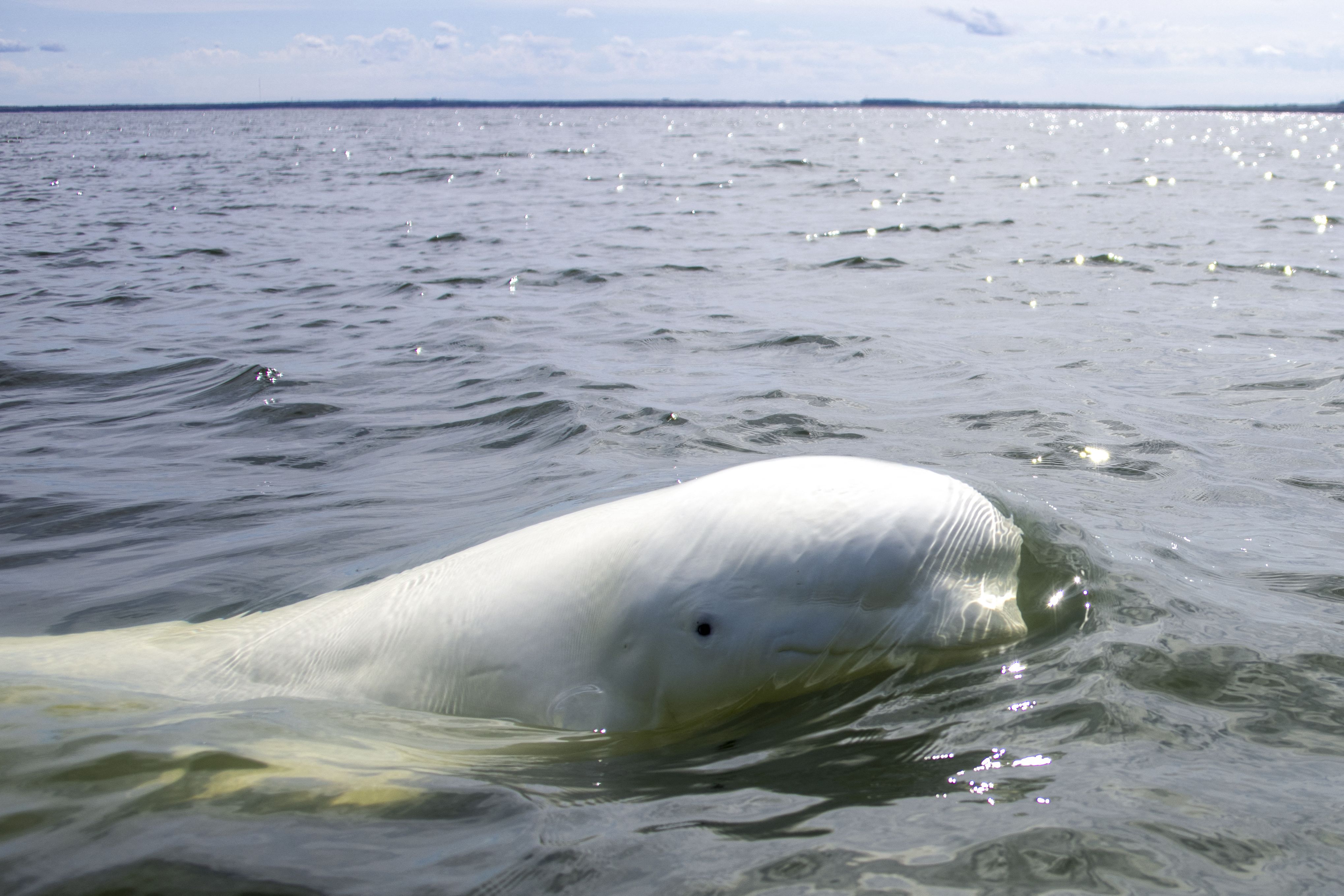 “鲸”喜！世界首例半个月内成功繁育的三头白鲸宝宝亮相珠海__凤凰网