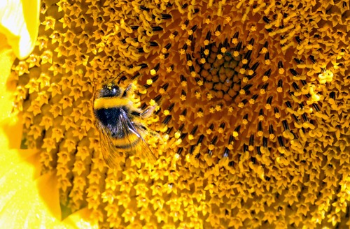 大黄蜂能教会同类复杂技能