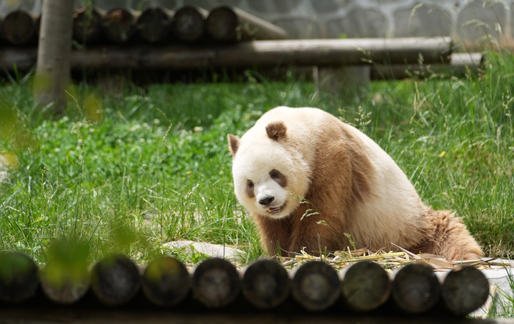 科教家掀开棕色小大熊猫毛色之谜