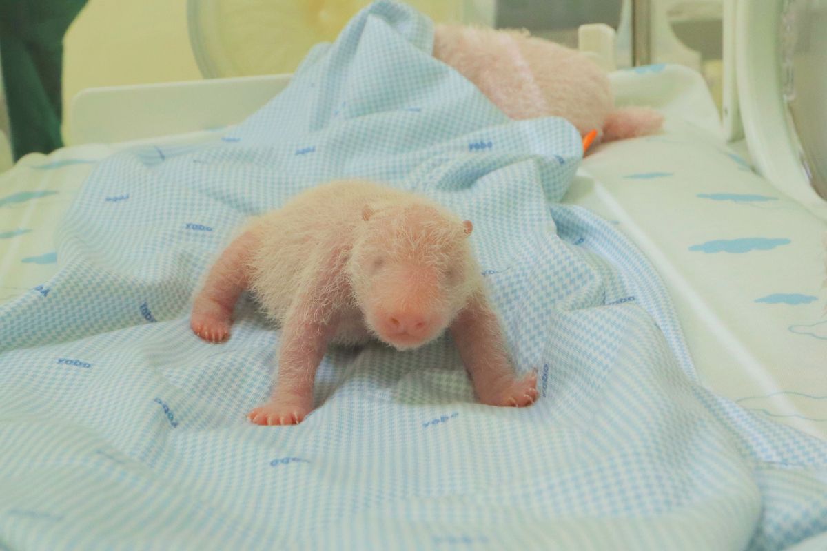 印尼喜迎大熊猫宝宝“里奥”